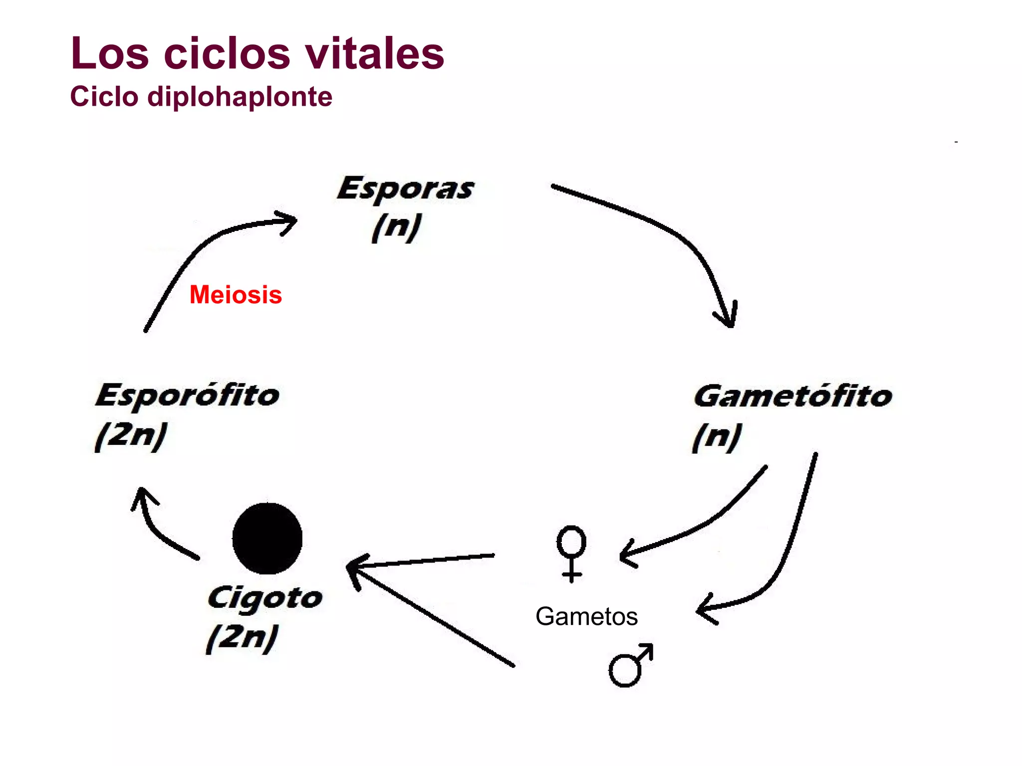 Los ciclos vitales
Ciclo diplohaplonte

Meiosis

Gametos

 