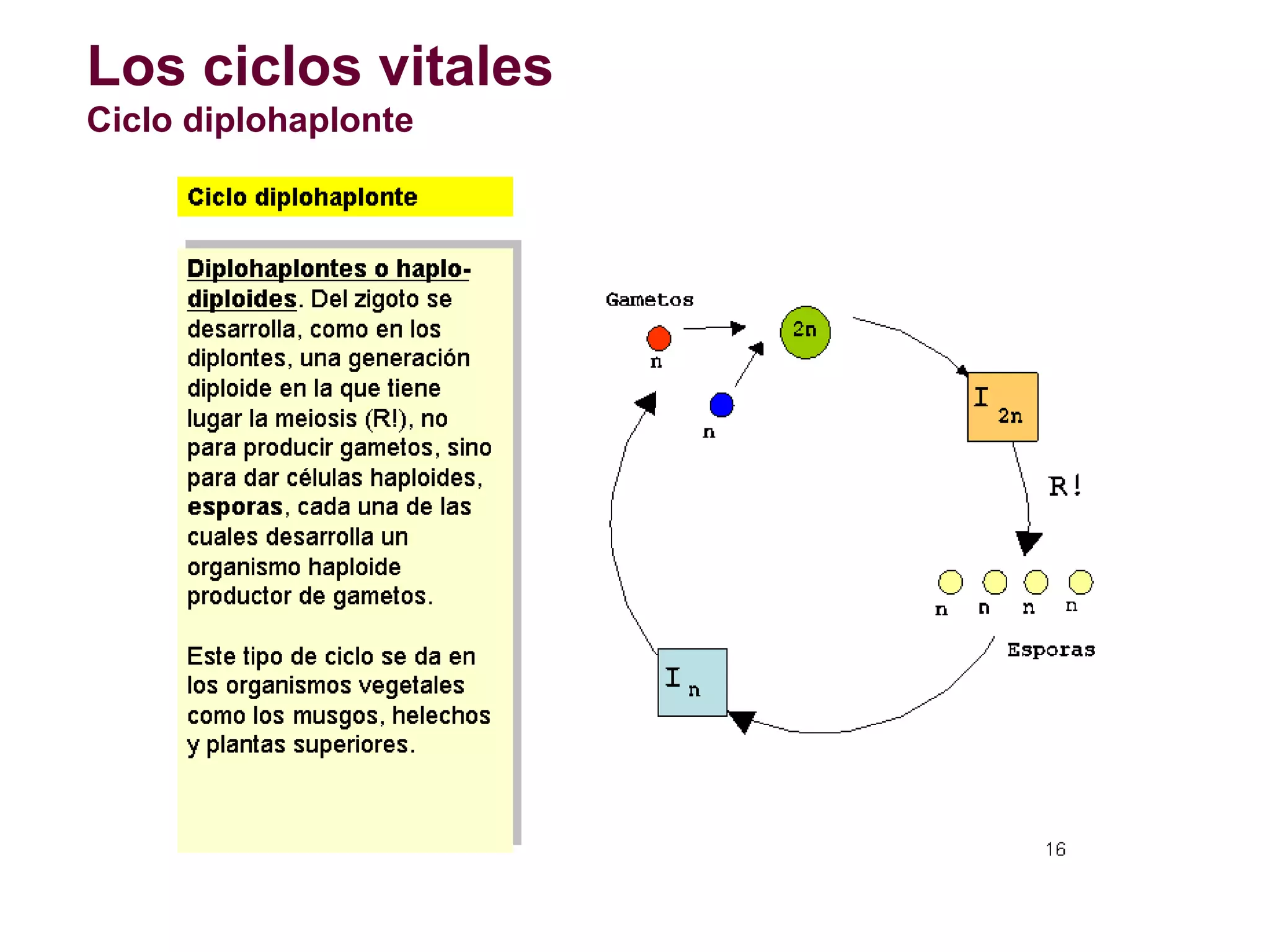 Los ciclos vitales
Ciclo diplohaplonte

 