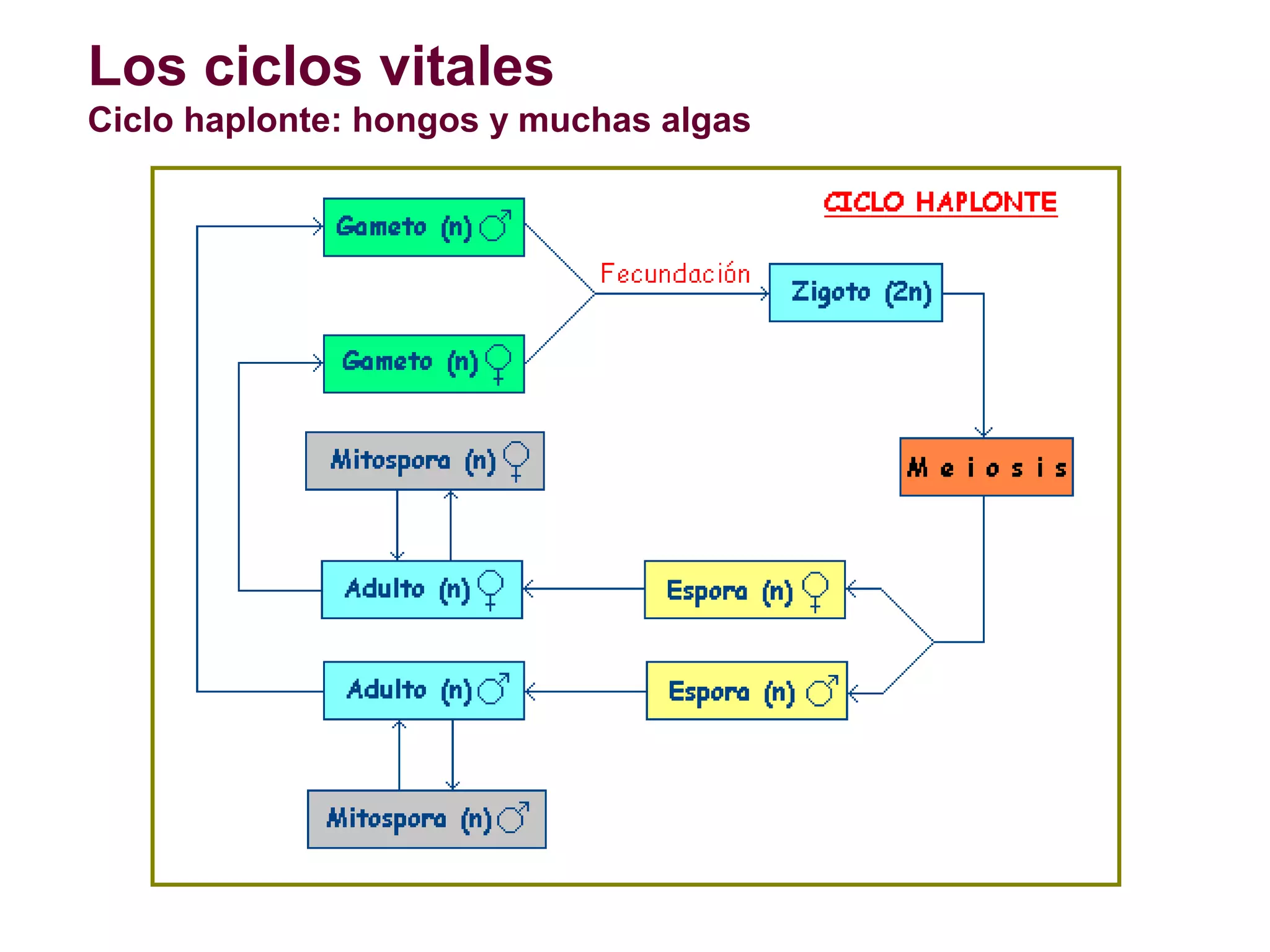 Los ciclos vitales
Ciclo haplonte: hongos y muchas algas

 