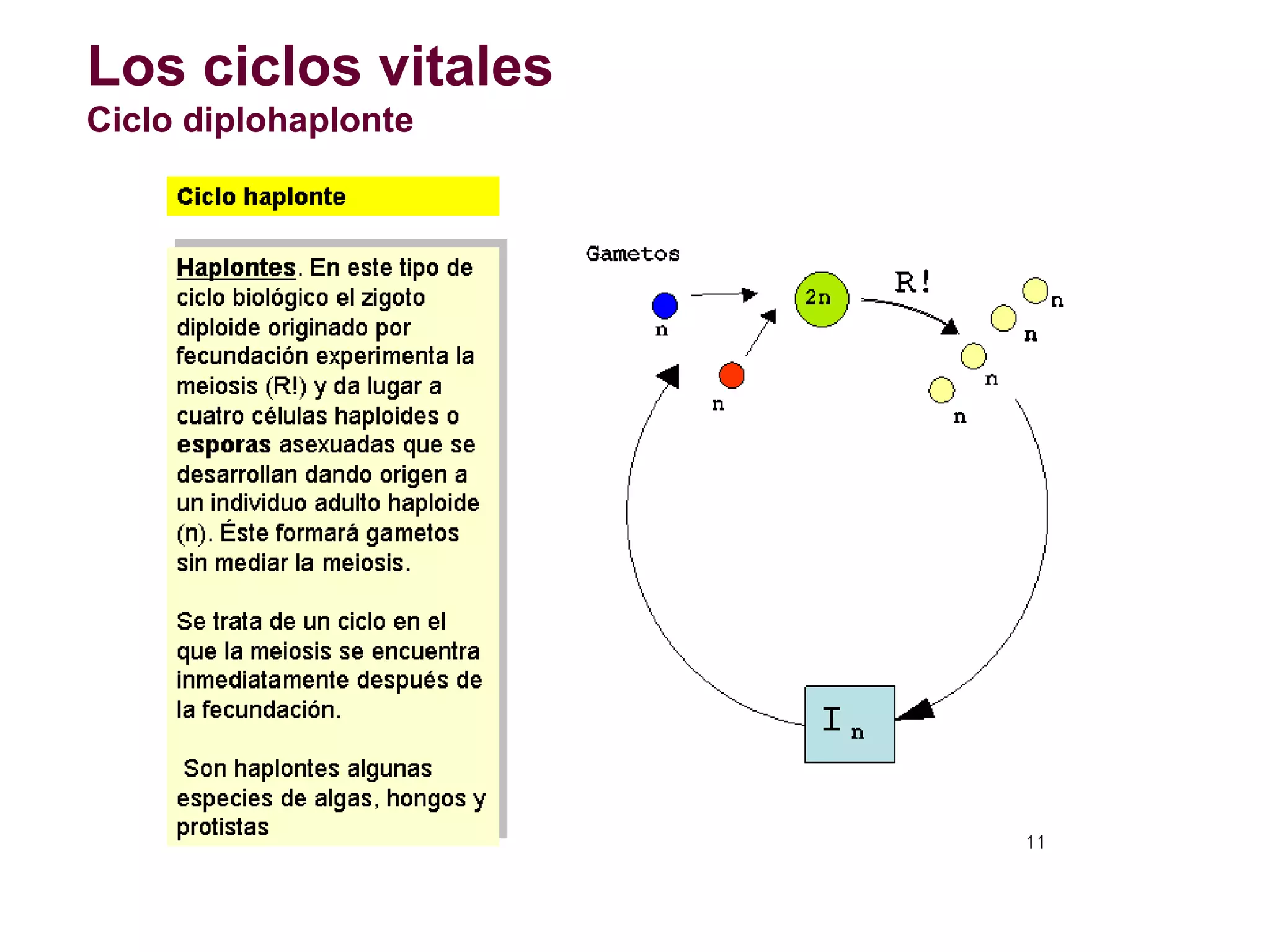 Los ciclos vitales
Ciclo diplohaplonte

 