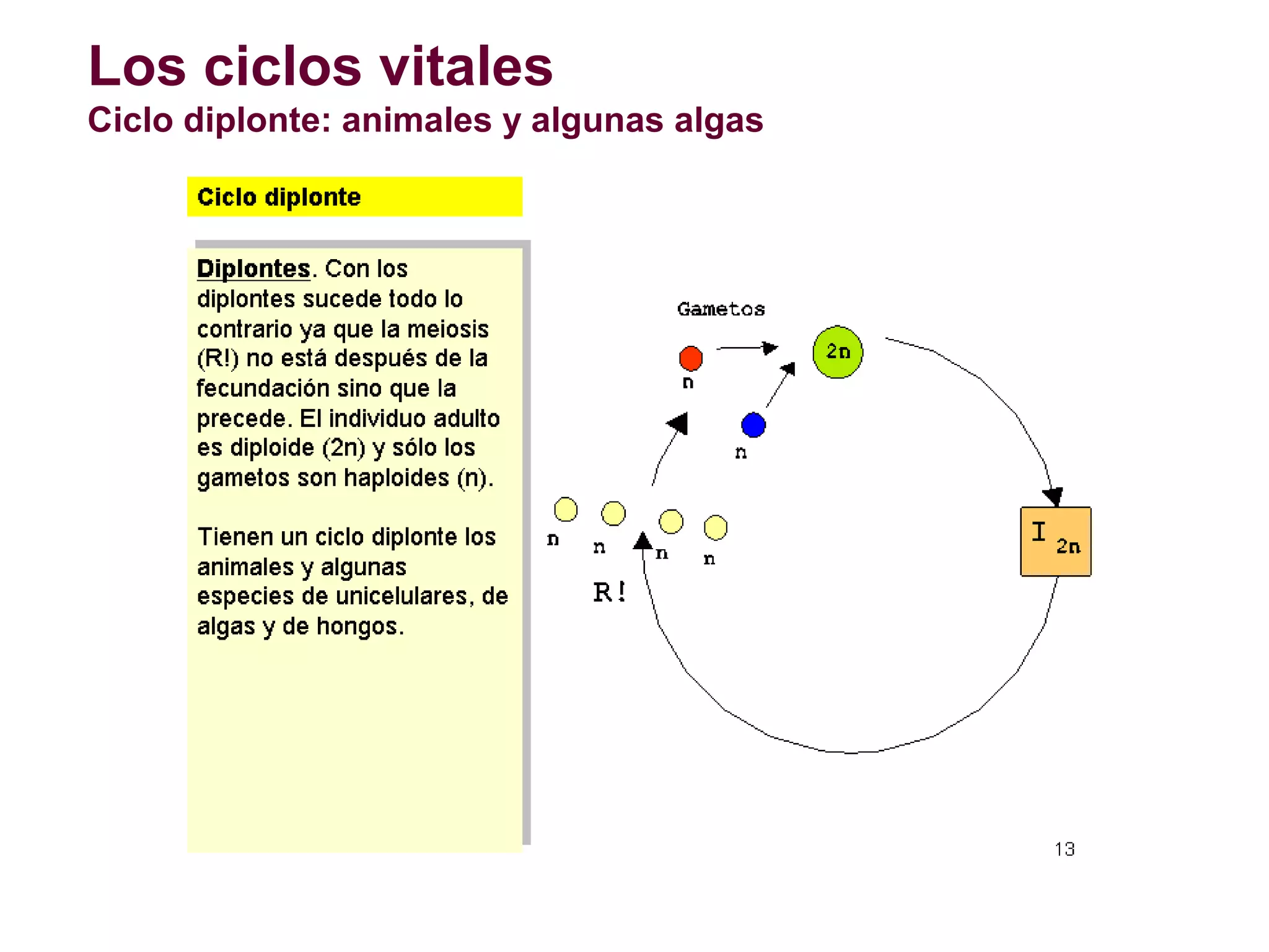 Los ciclos vitales
Ciclo diplonte: animales y algunas algas

 