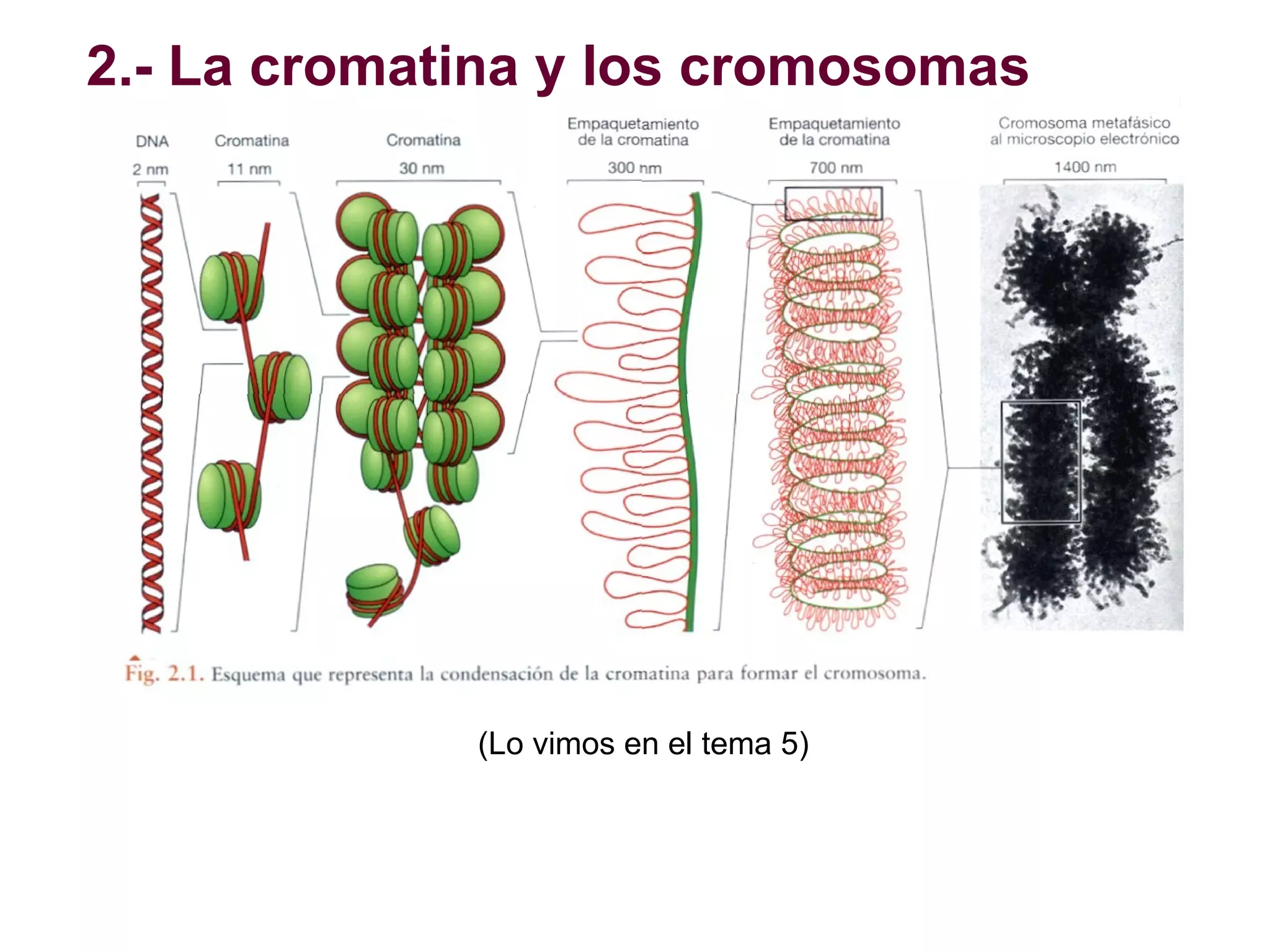 2.- La cromatina y los cromosomas

(Lo vimos en el tema 5)

 