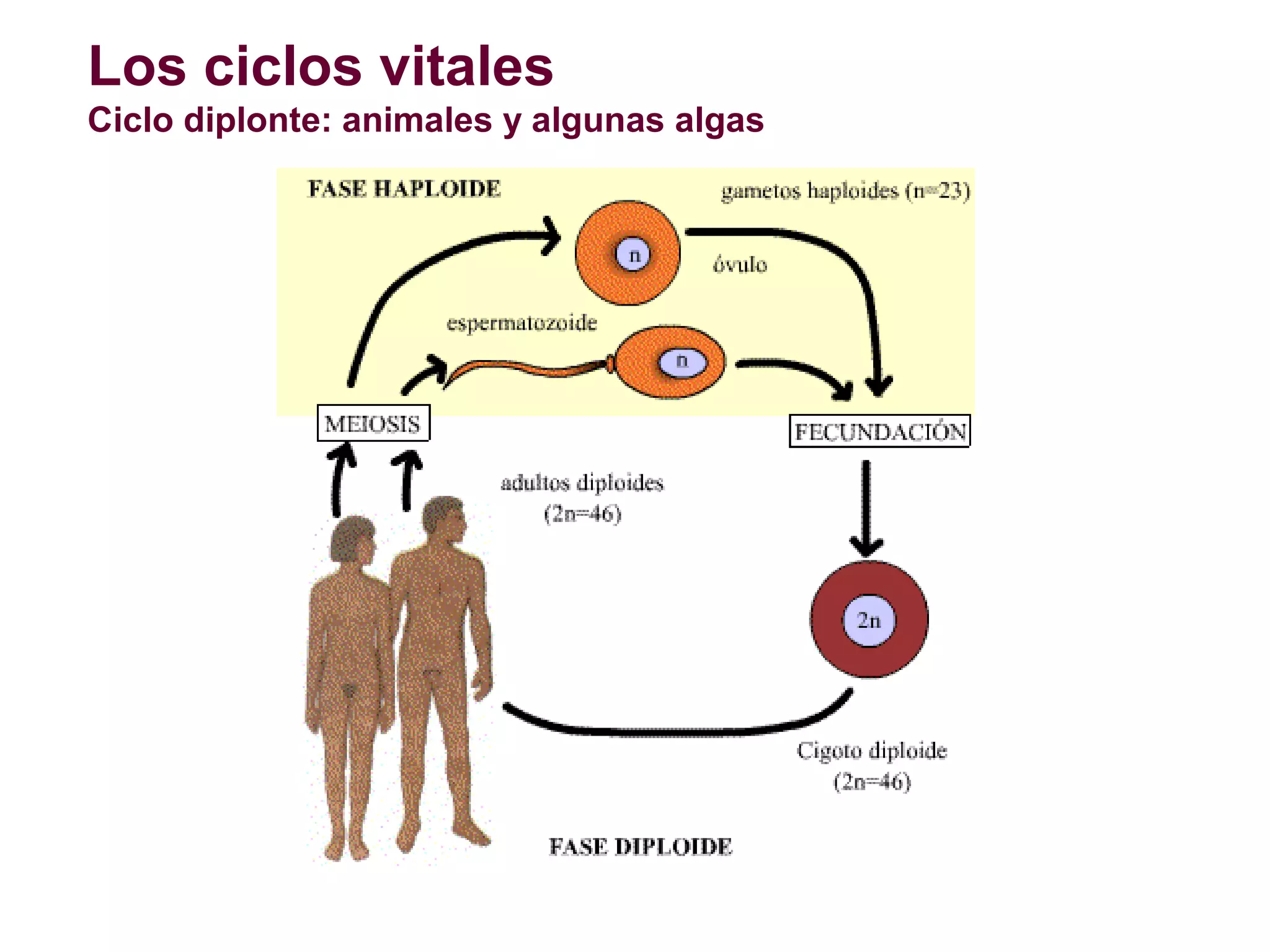 Los ciclos vitales
Ciclo diplonte: animales y algunas algas

 