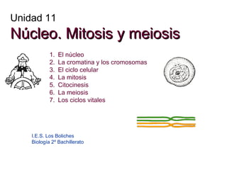 Unidad 11

Núcleo. Mitosis y meiosis
1.
2.
3.
4.
5.
6.
7.

El núcleo
La cromatina y los cromosomas
El ciclo celular
La mitosis
Citocinesis
La meiosis
Los ciclos vitales

I.E.S. Los Boliches
Biología 2º Bachillerato

 