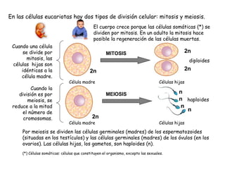 La mitosis
TELOFASE

Es como una profase al revés, los cromosomas se desespiralizan y se transforman en
cromatina (2); apa...
