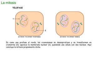 La meiosis
DIVISIÓN I
METAFASE I
Los pares de cromosomas
homólogos se sitúan en la parte
media de la célula formando la
pl...