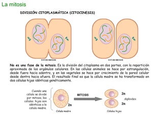 La meiosis
DIVISIÓN I
TELOFASE I
Como en la telofase normal, se
puede regenerar nuevamente el
núcleo (1), iniciándose
inme...