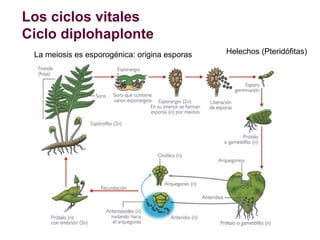 Los ciclos vitales
Ciclo diplonte: animales y algunas algas

 