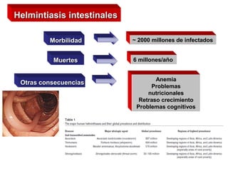 Helmintiasis intestinales
Morbilidad
Muertes
Otras consecuencias
~ 2000 millones de infectados
6 millones/año
Anemia
Problemas
nutricionales
Retraso crecimiento
Problemas cognitivos
muchas veces son enfermedades asintomaticas
mas graves en personas en desarrollo, pueden producir
retrasos mentales, etc.
 