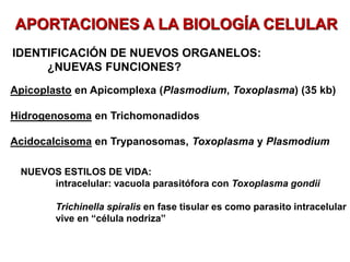 APORTACIONES A LA BIOLOGÍA CELULAR
IDENTIFICACIÓN DE NUEVOS ORGANELOS:
¿NUEVAS FUNCIONES?
Apicoplasto en Apicomplexa (Plasmodium, Toxoplasma) (35 kb)
Hidrogenosoma en Trichomonadidos
Acidocalcisoma en Trypanosomas, Toxoplasma y Plasmodium
NUEVOS ESTILOS DE VIDA:
intracelular: vacuola parasitófora con Toxoplasma gondii
Trichinella spiralis en fase tisular es como parasito intracelular
vive en “célula nodriza”
algunos organelos se han identificado en parasitos y son exclusivos de estos, presentan tanto material nuclear como proteinas.
curiosamente en algunos parasitos dependiendo de la fase del ciclo de vida, pueden canviar sus organelos, hacerlos aparecer o
desaparecer segun sus necesidades en cada fase del ciclo.
trichinella crea un quiste con capacidad de comunicacion y es capaz de favorecer la angiogenesis, la creacion de nuevos vasos
sanguineos para irrigacion en la zona
 