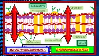 ANALOGIA ENTORNO MEMBRANA CEL.- EL NUEVO ENFOQUE DE LA FÍSICA.-
 