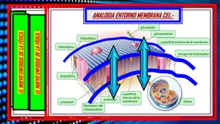 ANALOGIA ENTORNO MEMBRANA CEL.-
EL
NUEVO
ENFOQUE
DE
LA
FÍSICA.-
EL
NUEVO
ENFOQUE
DE
LA
FÍSICA.-
EL
NUEVO
ENFOQUE
DE
LA
FÍSICA.-
 