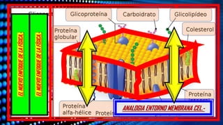 EL
NUEVO
ENFOQUE
DE
LA
FÍSICA.-
EL
NUEVO
ENFOQUE
DE
LA
FÍSICA.-
ANALOGIA ENTORNO MEMBRANA CEL.-
 