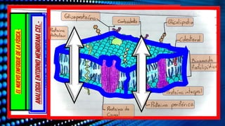 EL
NUEVO
ENFOQUE
DE
LA
FÍSICA.-
EL
NUEVO
ENFOQUE
DE
LA
FÍSICA.-
ANALOGIA
ENTORNO
MEMBRANA
CEL.-
 