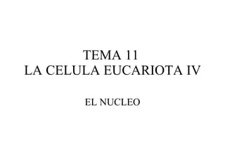 TEMA 11  LA CELULA EUCARIOTA IV EL NUCLEO 