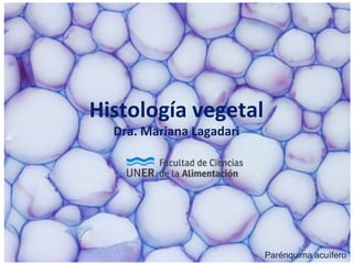 Histología vegetal
Dra. Mariana Lagadari
Parénquima acuífero
 