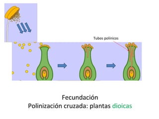 Tubos polínicos
Fecundación
Polinización cruzada: plantas dioicas
 