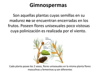 Son aquellas plantas cuyas semillas en su
madurez no se encuentran encerradas en los
frutos. Poseen flores unisexuales poco vistosas
cuya polinización es realizada por el viento.
Gimnospermas
Cada planta posee los 2 sexos, flores unisexuales en la misma planta flores
masculinas y femeninas q son diferentes
 