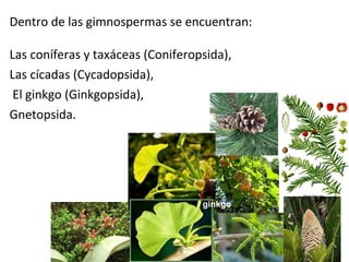 Dentro de las gimnospermas se encuentran:
Las coníferas y taxáceas (Coniferopsida),
Las cícadas (Cycadopsida),
El ginkgo (Ginkgopsida),
Gnetopsida.
ginkgo
 