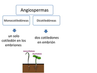 dos cotiledones
en embrión
Angiospermas
Monocotiledóneas Dicotiledóneas
un solo
cotiledón en los
embriones
 