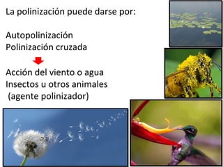 La polinización puede darse por:
Autopolinización
Polinización cruzada
Acción del viento o agua
Insectos u otros animales
(agente polinizador)
 