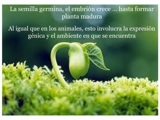 La semilla germina, el embrión crece … hasta formar
planta madura
Al igual que en los animales, esto involucra la expresión
génica y el ambiente en que se encuentra
 