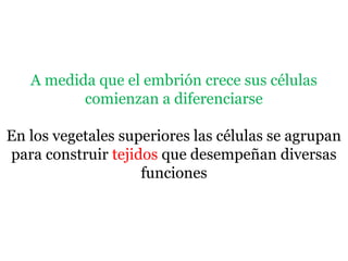 A medida que el embrión crece sus células
comienzan a diferenciarse
En los vegetales superiores las células se agrupan
para construir tejidos que desempeñan diversas
funciones
 