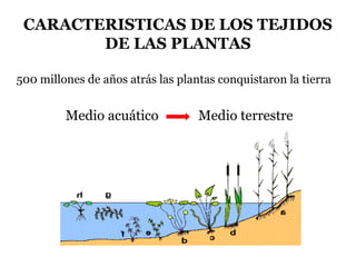 CARACTERISTICAS DE LOS TEJIDOS
DE LAS PLANTAS
500 millones de años atrás las plantas conquistaron la tierra
Medio acuático Medio terrestre
 