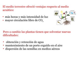 El medio terrestre ofreció ventajas respecto al medio
acuático:
• más horas y más intensidad de luz
• mayor circulación libre de CO2
Pero a cambio las plantas tienen que solventar nuevas
dificultades:
• obtención y retención de agua
• mantenimiento de un porte erguido en el aire
• dispersión de las semillas en medios aéreos
 