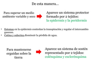 De esta manera…
Aparece un sistema protector
formado por 2 tejidos:
la epidermis y la peridermis
Para superar un medio
ambiente variable y seco
• Estomas en la epidermis controlan la transpiración y regular el intercambio
gaseoso.
• Cutina y suberina disminuir la pérdida de agua.
Para mantenerse
erguidas sobre la
tierra
Aparece un sistema de sostén
representado por 2 tejidos:
colénquima y esclerénquima
 