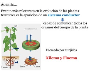 Además…
Evento más relevantes en la evolución de las plantas
terrestres es la aparición de un sistema conductor
Formado por 2 tejidos
Xilema y Floema
capaz de comunicar todos los
órganos del cuerpo de la planta
 