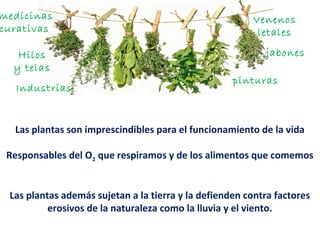 Las plantas son imprescindibles para el funcionamiento de la vida
Responsables del O2 que respiramos y de los alimentos que comemos
Las plantas además sujetan a la tierra y la defienden contra factores
erosivos de la naturaleza como la lluvia y el viento.
Industrias
medicinas
curativas
Venenos
letales
Hilos
y telas
jabones
pinturas
 