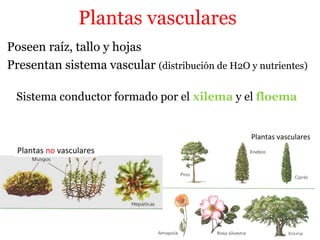 Plantas vasculares
Poseen raíz, tallo y hojas
Presentan sistema vascular (distribución de H2O y nutrientes)
Plantas no vasculares
Plantas vasculares
Sistema conductor formado por el xilema y el floema
 