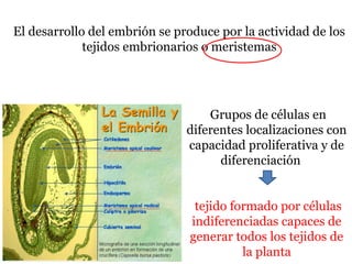 El desarrollo del embrión se produce por la actividad de los
tejidos embrionarios o meristemas
Grupos de células en
diferentes localizaciones con
capacidad proliferativa y de
diferenciación
tejido formado por células
indiferenciadas capaces de
generar todos los tejidos de
la planta
 