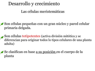 Las células meristemáticas
Son células pequeñas con un gran núcleo y pared celular
primaria delgada.
Son células totipotentes (activa división mitótica y se
diferencian para originar todos lo tipos celulares de una planta
adulta)
Se clasifican en base a su posición en el cuerpo de la
planta
Desarrollo y crecimiento
 