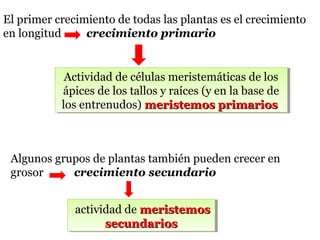 El primer crecimiento de todas las plantas es el crecimiento
en longitud crecimiento primario
Actividad de células meristemáticas de los
ápices de los tallos y raíces (y en la base de
los entrenudos) meristemos primariosmeristemos primarios
Actividad de células meristemáticas de los
ápices de los tallos y raíces (y en la base de
los entrenudos) meristemos primariosmeristemos primarios
Algunos grupos de plantas también pueden crecer en
grosor crecimiento secundario
actividad de meristemosmeristemos
secundariossecundarios
actividad de meristemosmeristemos
secundariossecundarios
 
