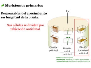 Meristemos primarios
Responsables del crecimiento
en longitud de la planta.
Sus células se dividen por
tabicación anticlinal
 