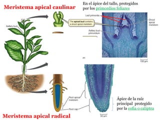 Meristema apical radical
Meristema Lateral
Meristema apical caulinar
En el ápice del tallo, protegidos
por los primordios foliares
Ápice de la raíz
principal protegido
por la cofia o caliptra
 