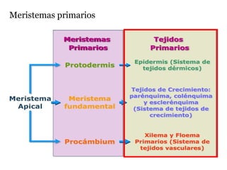 Meristemas primarios
protodermis epidermis
procambium tejidos conductores primarios
(xilema y floema primarios)
meristemo resto de los tejidos de la planta
fundamental
 