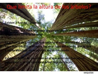 Que limita la altura de los árboles?
Existen 2 fuerzas opuestas:
1.La fuerza que hace el propio organismo hacia arriba para
alcanzar de lleno la luz solar.
2.La fuerza de gravedad, que retiene el crecimiento del árbol y
hace más difícil que el agua llegue al tope del mismo, por lo que
a cierta altura ya no es posible seguir creciendo.
Existe un punto de equilibrio en el que estas dos fuerzas se
equiparan, y es allí cuando el árbol deja de crecer.
sequoias
 