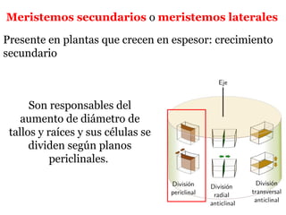Presente en plantas que crecen en espesor: crecimiento
secundario
Son responsables del
aumento de diámetro de
tallos y raíces y sus células se
dividen según planos
periclinales.
Meristemos secundarios o meristemos laterales
 