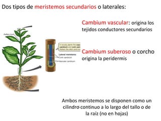 Dos tipos de meristemos secundarios o laterales:
Cambium vascular: origina los
tejidos conductores secundarios
Cambium suberoso o corcho
origina la peridermis
Ambos meristemos se disponen como un
cilindro continuo a lo largo del tallo o de
la raíz (no en hojas)
 