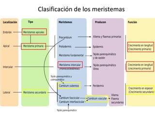 Clasificación de los meristemas
 