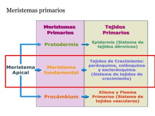 Meristemas primarios
protodermis epidermis
procambium tejidos conductores primarios
(xilema y floema primarios)
meristemo resto de los tejidos de la planta
fundamental
 