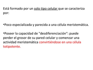 Está formado por un solo tipo celular que se caracteriza
por:
•Poco especializada y parecida a una célula meristemática.
•Poseer la capacidad de "desdiferenciación“: puede
perder el grosor de su pared celular y comenzar una
actividad meristemática convirtiéndose en una célula
totipotente.
 