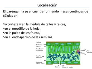 El parénquima se encuentra formando masas continuas de
células en:
•la corteza y en la médula de tallos y raíces,
•en el mesófilo de la hoja,
•en la pulpa de los frutos,
•en el endospermo de las semillas.
Localización
 