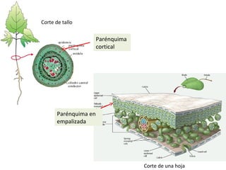 Parénquima en
empalizada
Parénquima
cortical
Corte de una hoja
Corte de tallo
 