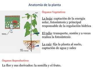 Órganos Reproductivos
La flor y sus derivados: la semilla y el fruto.
Órganos Vegetativos
La hoja: captación de la energía
solar, fotosíntesis y principal
responsable de la regulación hídrica
El tallo: transporte, sostén y a veces
realiza la fotosíntesis
La raíz: fija la planta al suelo,
captación de agua y sales
Anatomía de la planta
 