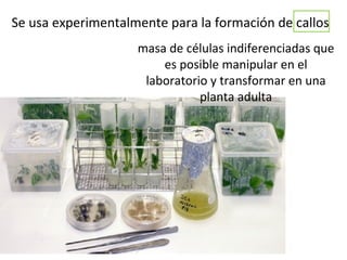 Se usa experimentalmente para la formación de callos
masa de células indiferenciadas que
es posible manipular en el
laboratorio y transformar en una
planta adulta
 