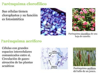 Parénquima clorofílico de una
hoja de camelio.
Parénquima aerífero
del tallo de un junco.
Parénquima clorofílico
Parénquima aerífero
Sus células tienen
cloroplastos y su función
es fotosintética
Células con grandes
espacios intercelulares
comunicados entre sí.
Circulación de gases:
aireación de las plantas
acuáticas
 